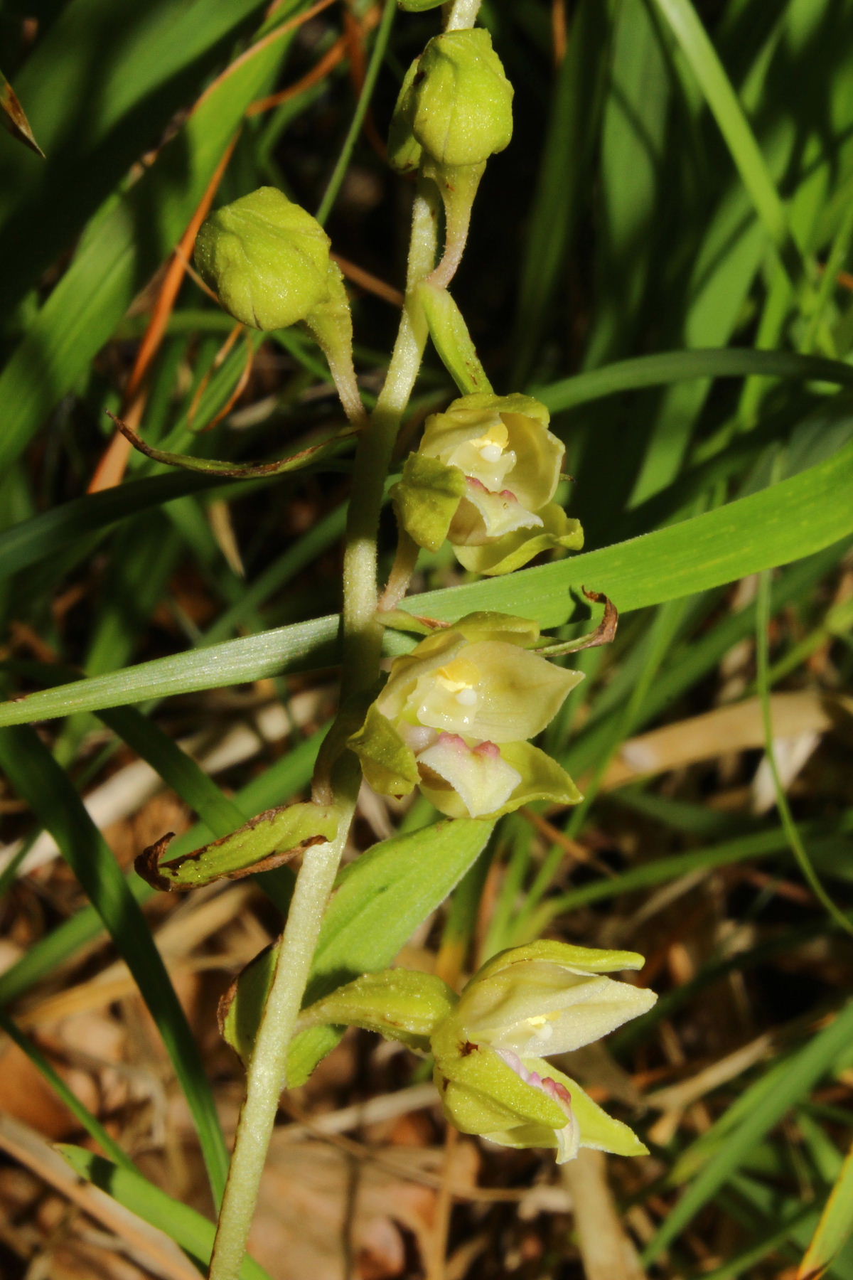 Orchidee-Saldi di fine stagione